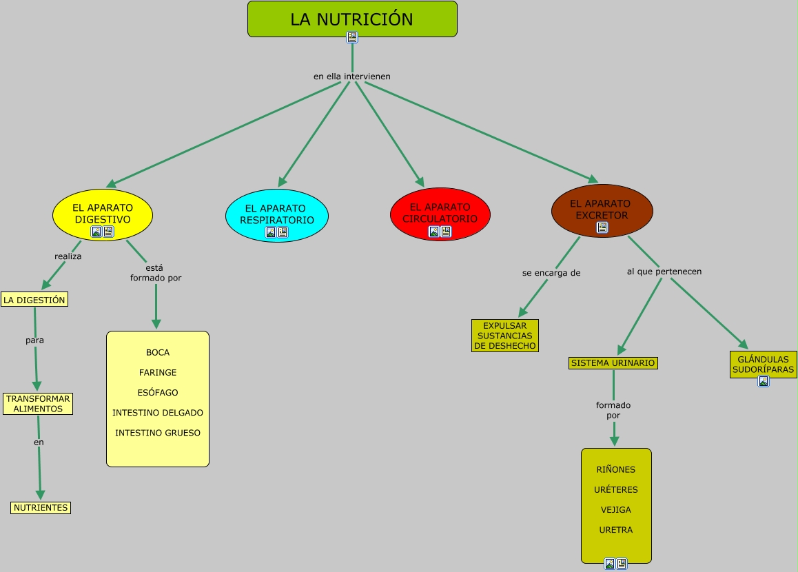 LA NUTRICIÓN